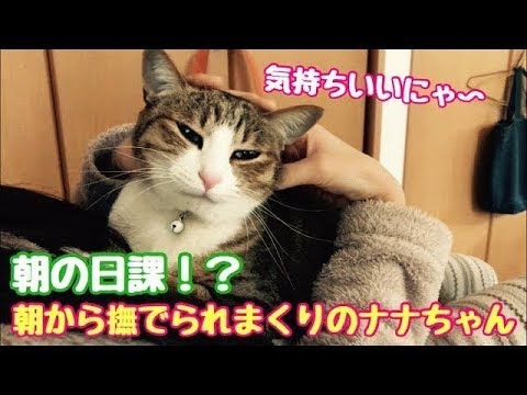 朝一の日課　とりあえず家族に甘えまくる　ネコ