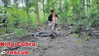 Huge King Cobra Rescued in Lumding #snake #rescue @snakesaverrahul