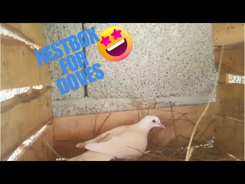 Doves ko nestbox laga dia🏠🕊🕊