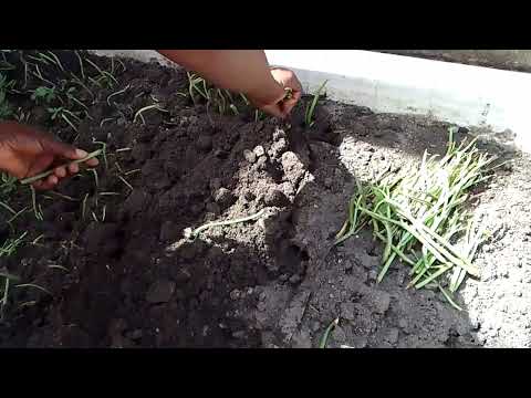 HOW TO PLANT WATER LEAF IN YOUR COMPOUND (2)