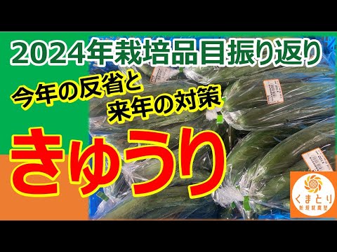 収量は天候不順より、結局はやる気次第⁉︎ 2024年きゅうり栽培を振り返る