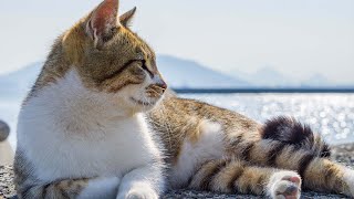 Sleep Music for Cats With Ocean Sounds 🌊 Relaxation music for cheerful cats