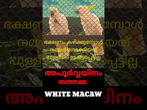 അപൂർവയിനം വെളുത്ത തത്ത #whitemacaw #shorts #shortsfeed #shortsvideo