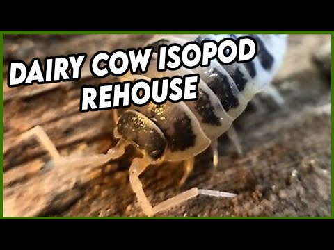 I won some DAIRY COW isopods! [REHOUSE]