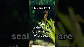 Male seahorses are the Mr. Moms of the sea...