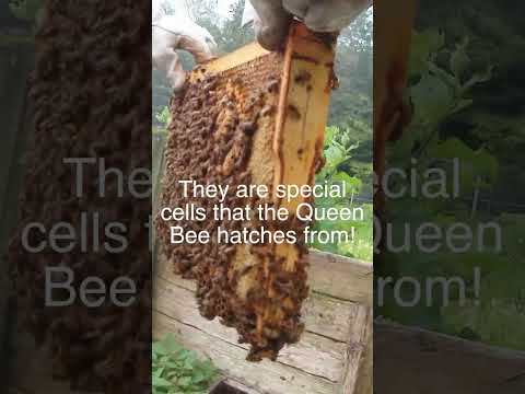 Putting Two Queens In One Hive??