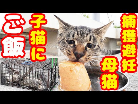 捕獲避妊した母猫の子猫たちにご飯をあげたらすごい勢いで・・・ 癒され野良猫動画 感動猫動画