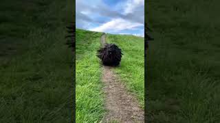 Strange Hungarian DOG cover with hair 🐶 | #prokriti #nature #wildlife #dog #youtube #shorts