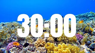 30 Minute Timer with Relaxing Lofi Music Fish Background Ocean Life Relaxing 30 Minute Countdown