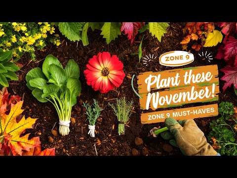 What to Plant in November for a Thriving Zone 9 Garden