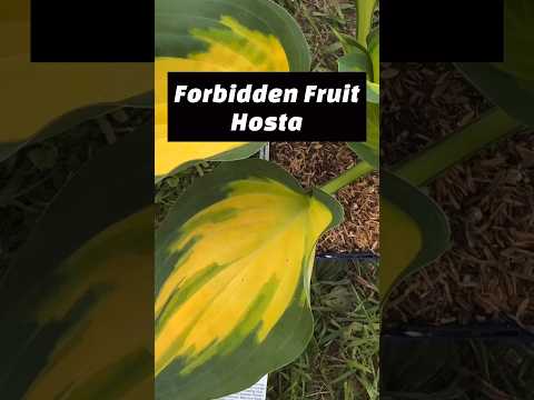 Forbidden Fruit Hosta