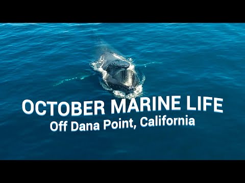 WHALES & DOLPHINS You Could See in OCTOBER off Dana Point, CA 🐳🐬