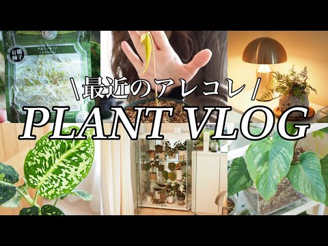 【植物Vlog】無印のBOXを鉢にする＆ガラスキャビネット購入