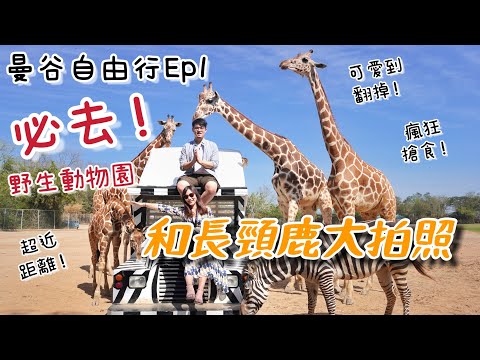 【曼谷自由行Ep1】長頸鹿我來了！必去野生動物園Safari park，零距離和長頸鹿拍照餵食，太可愛啦😆混亂中有療癒！走一段泰緬鐵路風光，死亡鐵道＋桂河大橋。頌通酒家吃海鮮 | 泰國北碧一日遊行程