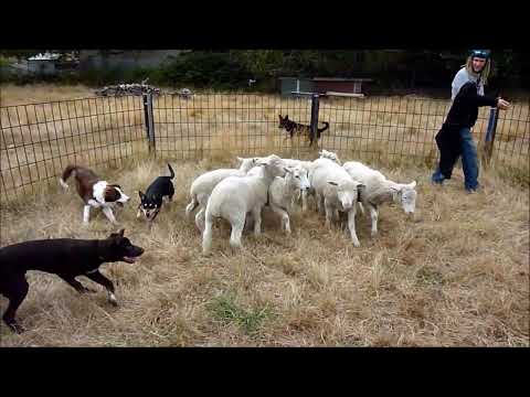 Working dogs socializing 2014