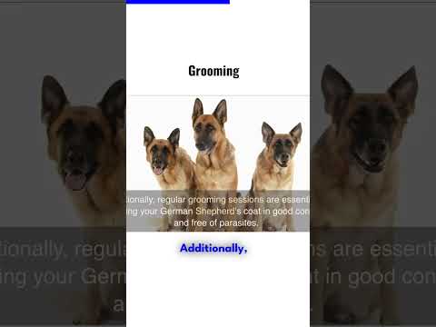 Grooming Your German Shepherd #shorts #gsd