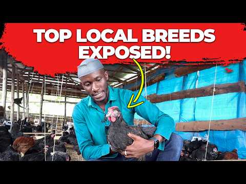 Expert EXPOSES Top Local Breeds for Your Backyard Flock!