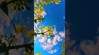 Canola flower meets the sky  🌼🌼  #canolaflower  #nature #calm #gopro #flowers #sky