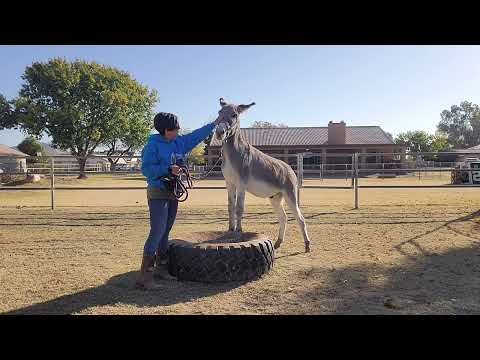 Sancho, 1st time on the tire, training day 2