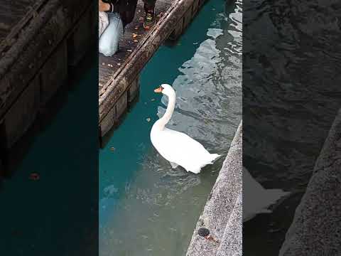 Beautiful Swan 🤍 #nature #beauty #switzerland #bluewater #viral  #beautiful #love #shorts #ytshorts