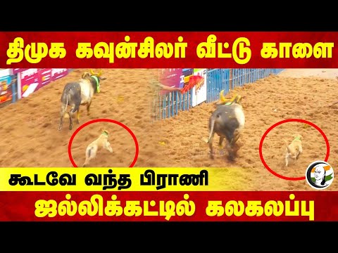 DMK கவுன்சிலர் வீட்டு காளை கூடவே வந்த பிராணி | Alanganallur Jallikattu | Dog | Fun | DMK