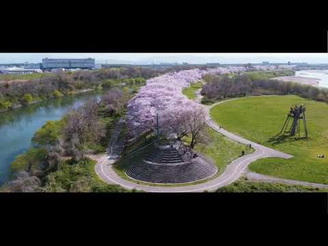 [Mavic Mini] SAKURA