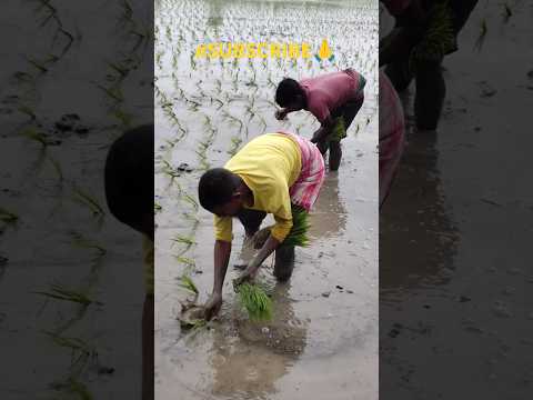 JAI JAWAN || JAI KISAN || @LPNVLOGS #LPNVLOGS #FARMERS #raithu #jaijawan #jaikisaan #indain #VIRAL