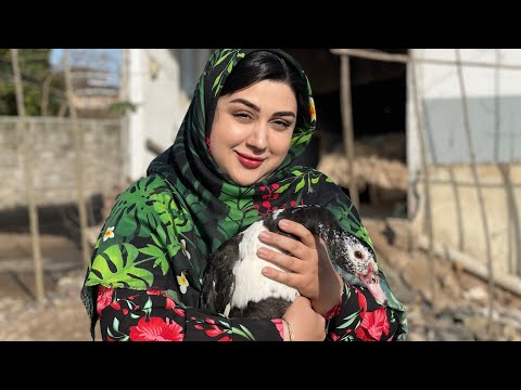 Routine Rural Life in a Village in Northern IRAN | Village Lifestyle in Iran | Persian GHAMBAR POLO