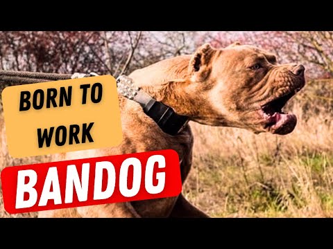 The BANDOG - born to work!