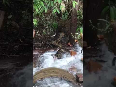 Waterfalls with big snake-its shock