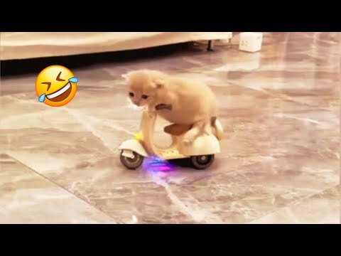 Funniest Animals Videos That Will Make Your Day🤣😂 || Funny Cat Videos 10 Minutes😁