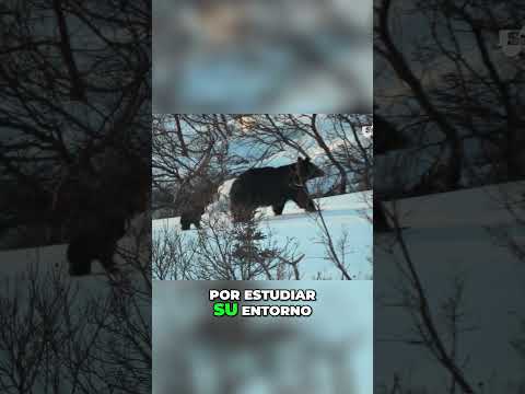 🇪🇸 ¡Increíbles 😱 descubrimientos de la naturaleza en Bulgaria! 🌿🐻