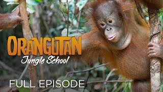 Orangutan Jungle School: And So It Begins... (Full Episode)