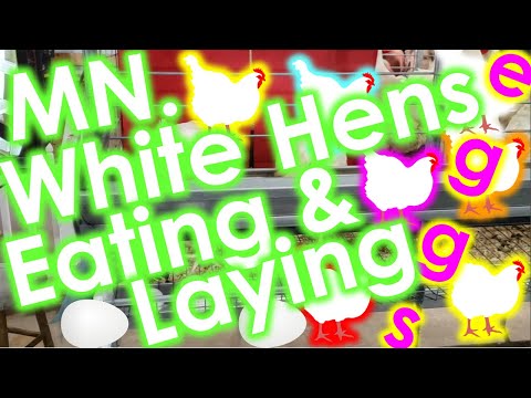 Minnesota State Fair White Hens Eating and Laying Eggs