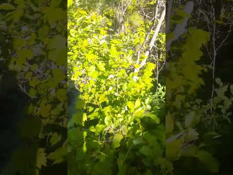 #nature #creek #woods #trails #pineridge #southdakota