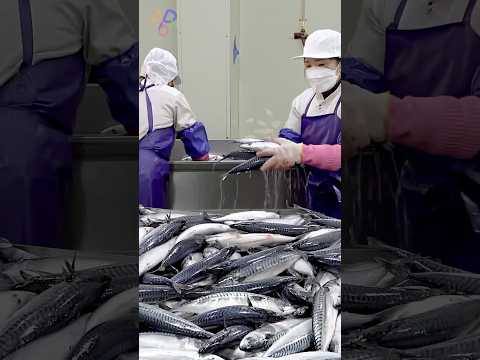 How to Processing 24 Tons of Norwegian Mackerel per Month