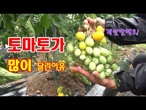 토마토가 많이 달리는 이유와 방법.