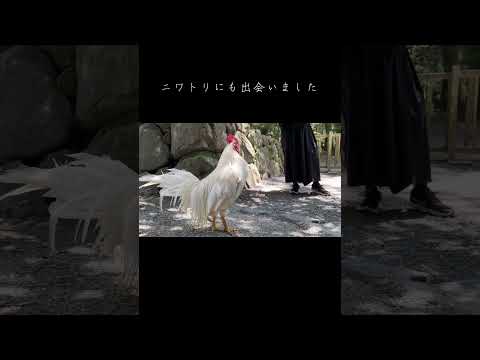 【神秘的】伊勢神宮で出会えたいきものたち #nina #生き物 #伊勢神宮 #自然 #shrine