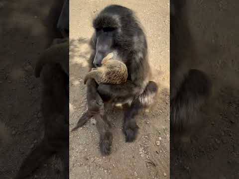 This baboon has a funny way of showing love ❤️