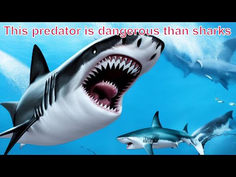 The Predator More Ferocious Than the Deep-Sea Shark #predator #dangerous #sharks #thepredator #facts