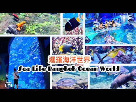 曼谷水族館 暹羅海洋世界 ｜ 物種豐富 尤其大型淡水魚缸 可看到罕有的暹羅巨鯉 坐小型玻璃船在大魚缸上環遊 ｜Sea Life Bangkok Ocean World 《醉男旅行記錄-泰國 曼谷旅遊》