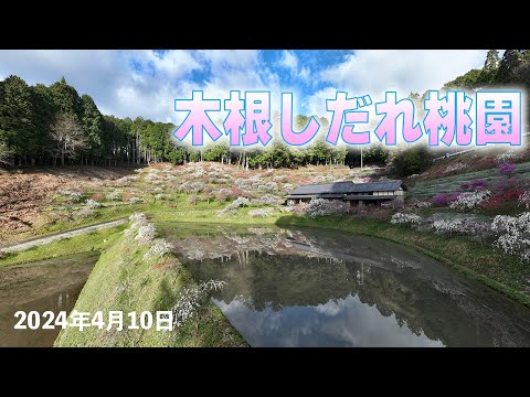 木根しだれ桃園 2024年4月10日