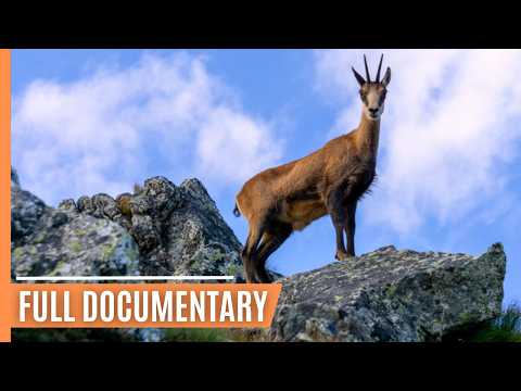 Wildlife Chronicles in Tatra's Alpine Realm | Full Documentary