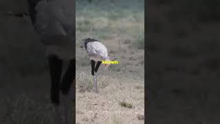 Meet the Secretary Bird: Nature’s Snake Hunter! 🦅🐍 #Wildlife #NatureFacts