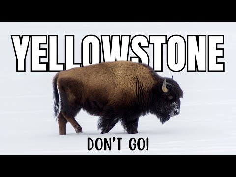 AVOID Yellowstone | TOP 5 Reasons in 2024