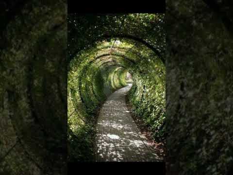 Most Unique Garden Tunnel Idea #garden #gardendesign #gardening