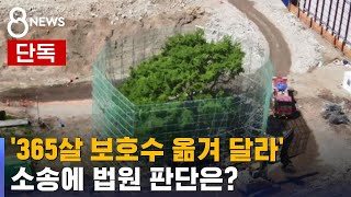 [단독] '365살 보호수 옮겨 달라' 소송…법원 판단은? / SBS