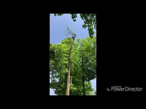 Blocking Down, Siberian Elm Removal