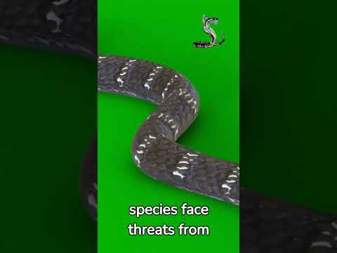 "Snakes: The Misunderstood Marvels"#animalfacts #natureshorts