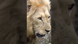 Lion Cub's ROAR Scares Dad Hilariously #Cuteoverload